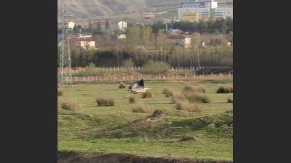 Gri Balıkçıl