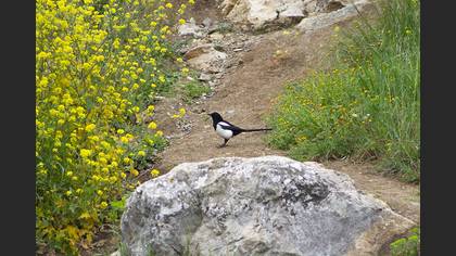Saksağan