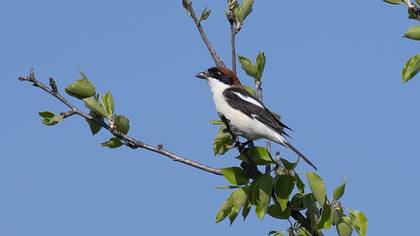 Kızılbaşlı Örümcekkuşu