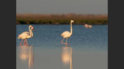 Flamingo