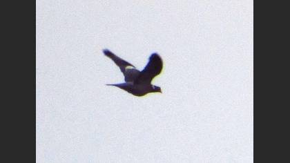 Tahtalı