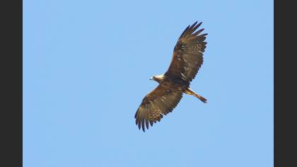 Kaya Kartalı