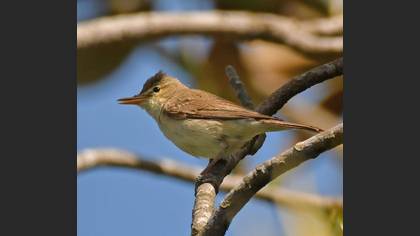 Tanımsız