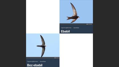 Tanımsız