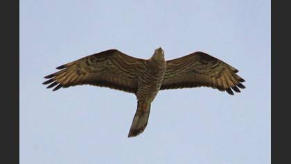 Tanımsız