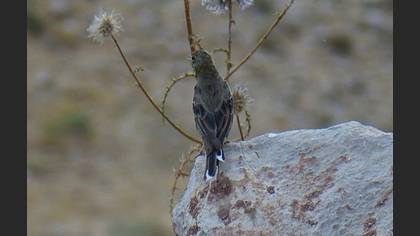 Tanımsız