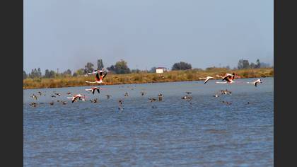 Flamingo