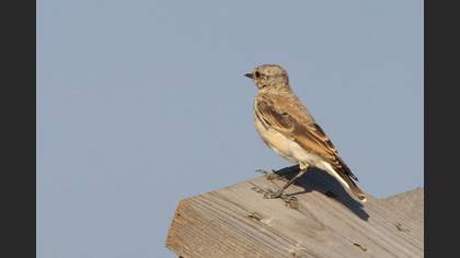 Karakulaklı Kuyrukkakan