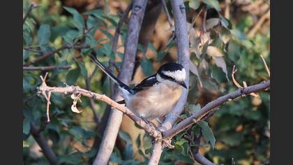 Maskeli Örümcekkuşu