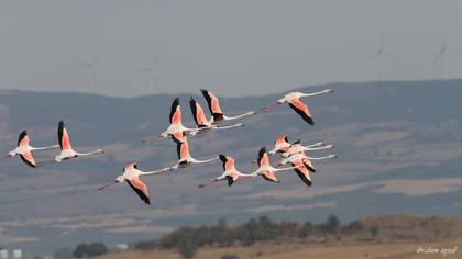 Flamingo
