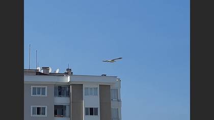 Tanımsız