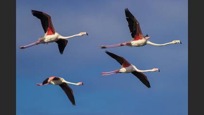 Flamingo
