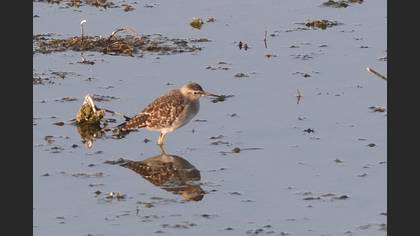 Sarıbacaklı Kumkuşu