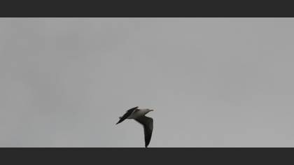 Karasırtlı Martı