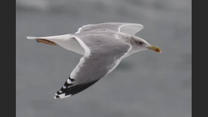 Tanımsız