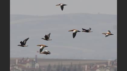 Sibirya Kazı