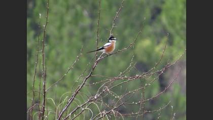 Maskeli Örümcekkuşu