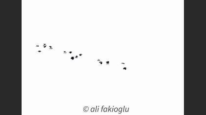 Kızkuşu