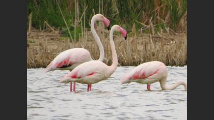 Flamingo