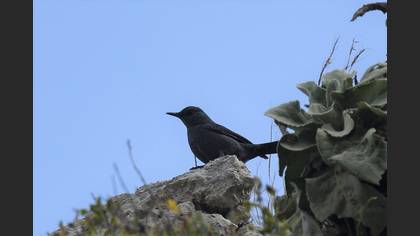 Gökardıç