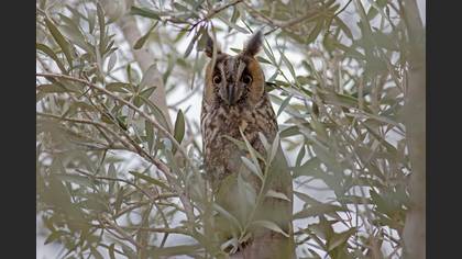 Kulaklı Orman Baykuşu
