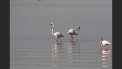 Flamingo