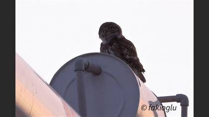 Kukumav