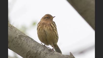 Kızılgerdanlı İncirkuşu