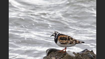 Taşçeviren