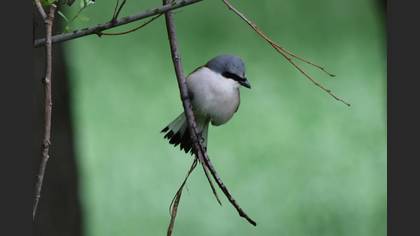 Kızılsırtlı Örümcekkuşu