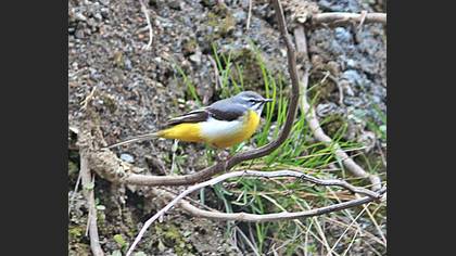 Dağ Kuyruksallayanı