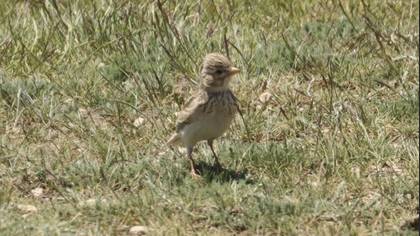 Tanımsız