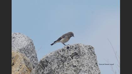 Tanımsız