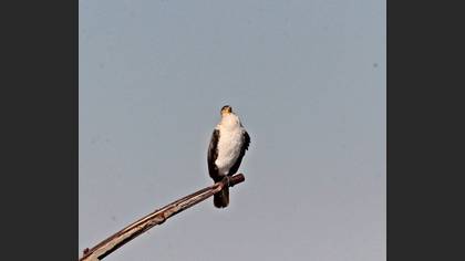 Karabatak
