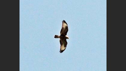 Şahin