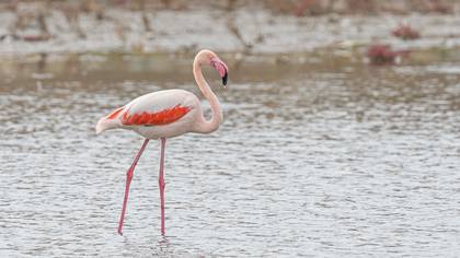 Flamingo
