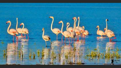 Flamingo