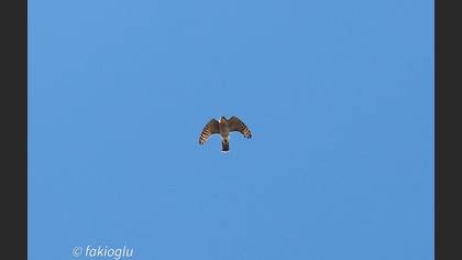 Atmaca