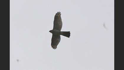 Atmaca
