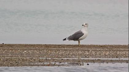 Tanımsız