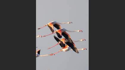 Flamingo