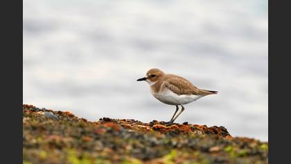 Büyük Cılıbıt