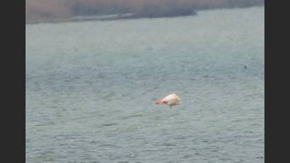 Flamingo
