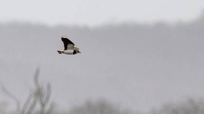 Kızkuşu