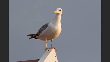 Hazar Martısı