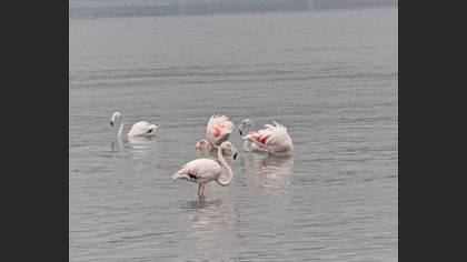 Flamingo