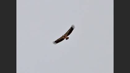 Kızıl Akbaba