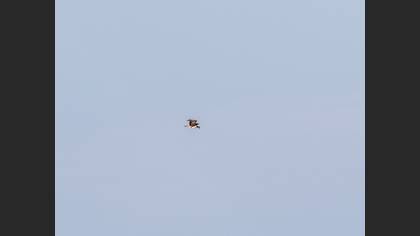 Balık Kartalı