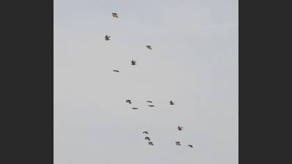 Tanımsız