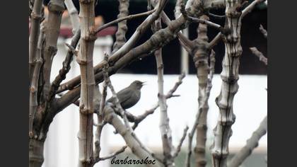 Karatavuk